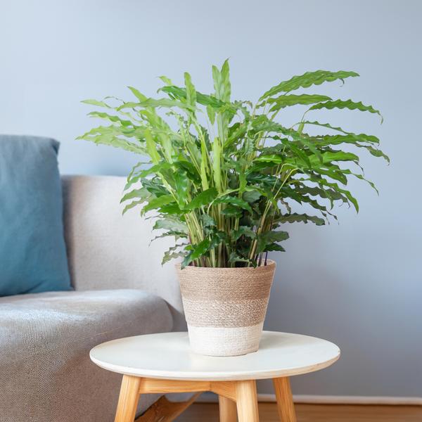 Calathea Rufibarba met mand Lissabon wit - h 55cm - Ø17
