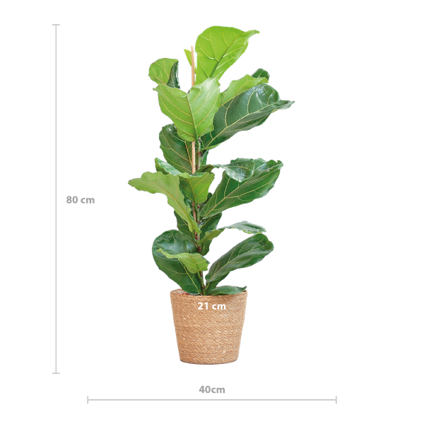 Ficus Lyrata met mand Sofia naturel - h 80cm - Ø21