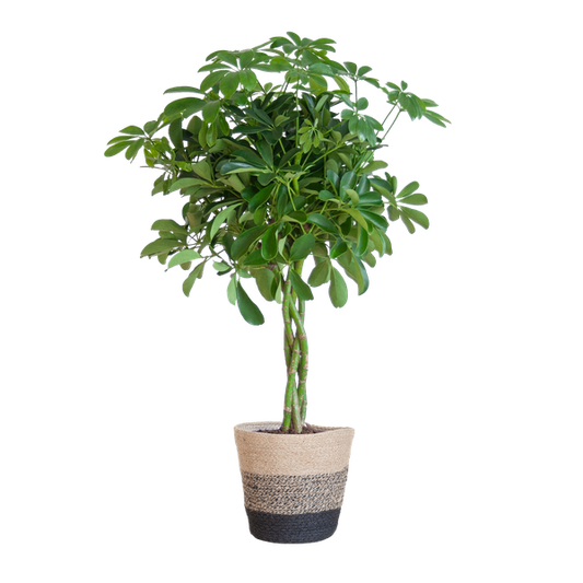 Schefflera Arab Nora - met Mand Lissabon zwart - h 70cm - Ø21