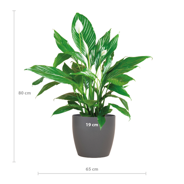 Spathiphyllum - met pot Viber grijs - h 80cm - Ø21