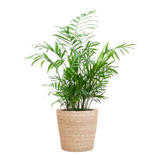 Chamadorea Elegans met mand Sofia naturel - h 55cm - Ø17